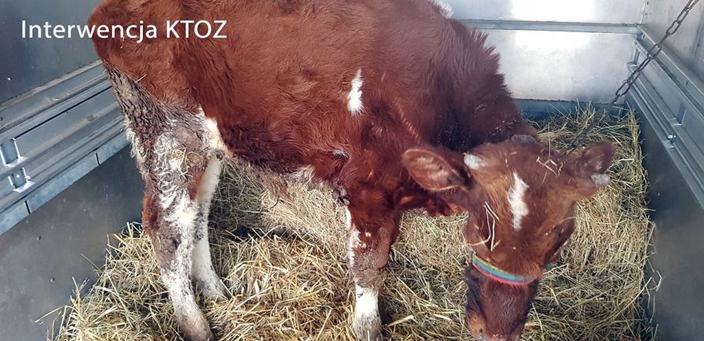 Krakowskie Towarzystwo Opieki nad Zwierzętami, gmina czernichów, znęcanie się nad zwierzętami, animalsi