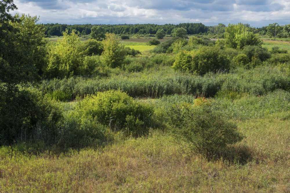 biebrza, biebrzański park narodowy, łąki