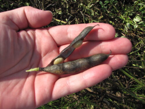 bobik, rośliny, pole