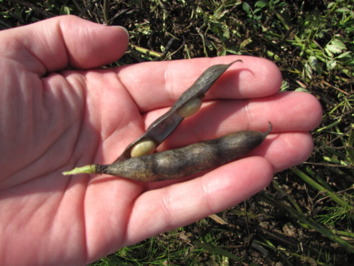 bobik, rośliny, pole