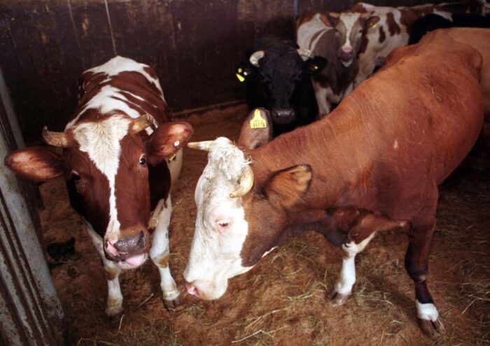 brazylia, ekport mięsa, wołowina, drób