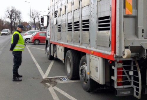 transport byków, bydło, WITD Poznań, mandat