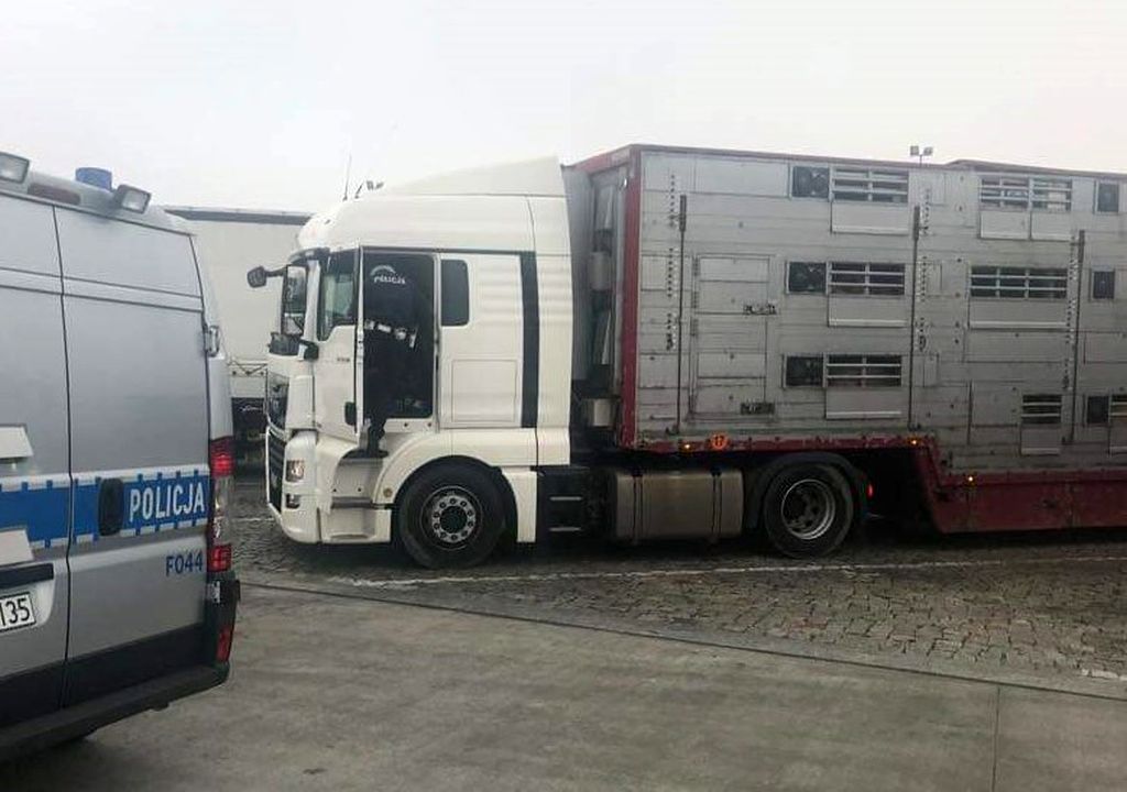 transport byków, bydło, WITD Poznań, mandat