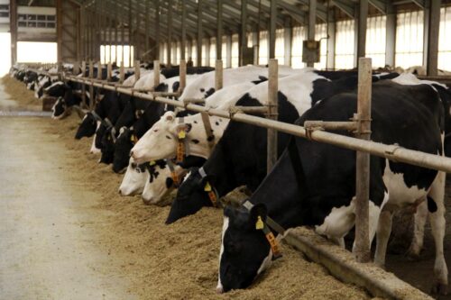 bydło mleczne, mastitis, stres cieplny żywienie na mokro