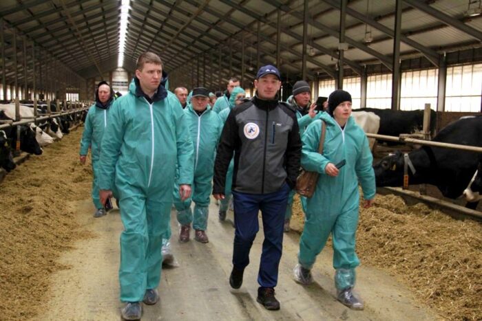 bydło mleczne, mastitis, stres cieplny żywienie na mokro