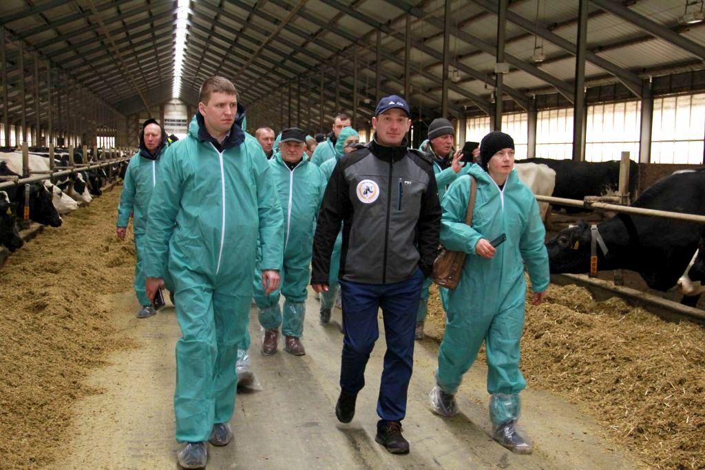bydło mleczne, mastitis, stres cieplny żywienie na mokro