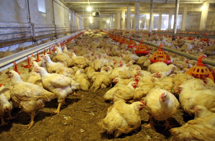 produkcja drobiu, rynek mięsa, komisja europejska