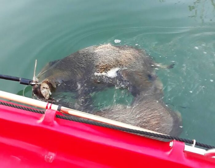 odstrzał dzików, limity odstrzałów dzików, koła łowieckie, ministerstwo środowiska