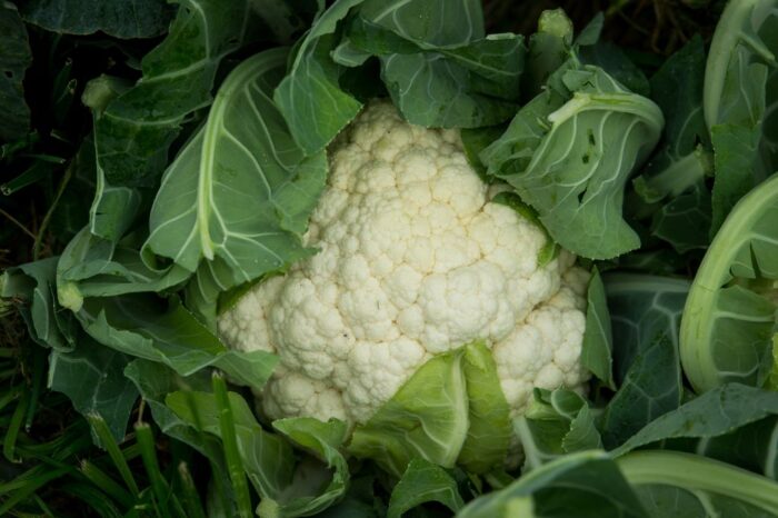 Revus, fungicyd do ochrony upraw małoobszarowych, Syngenta, fungicyd Revus,