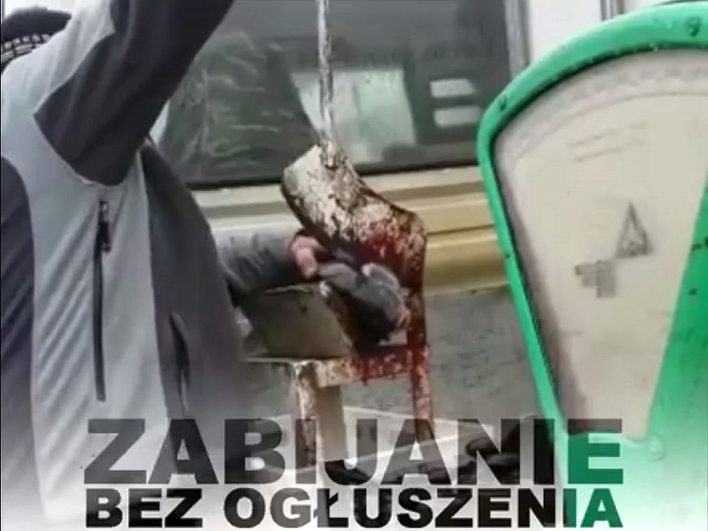 gilotynowanie karpi, karpie, krotoszyn, fundacja viva, toz krotoszyn