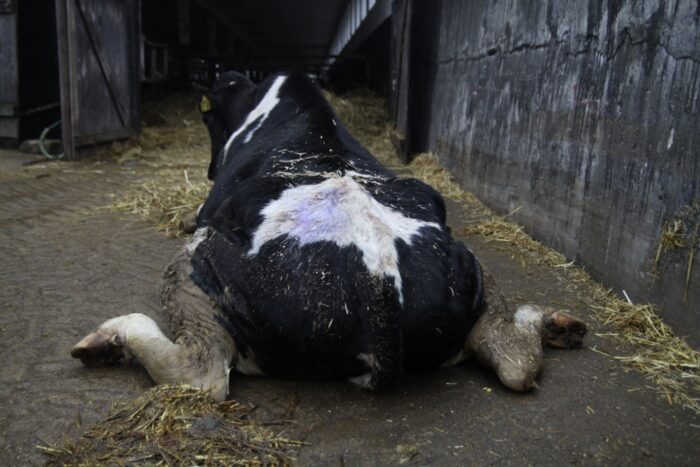 KRIR, ministerstwo rolnictwa, jakość mięsa, inspekcja weterynaryjna