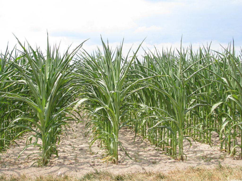 kukurydza, Polski Związek Producentów Kukurydzy, susza rolnicza, klimatyczny bilans wodny