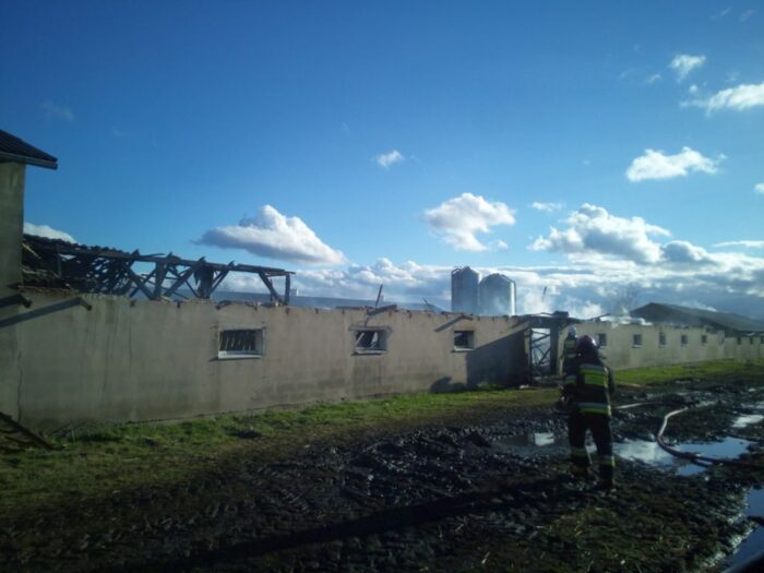 kurczaki, produkcja drobiu, wzrost eksportu, cena