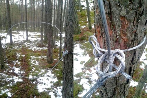 las, ściółka, pożary lasów, susza