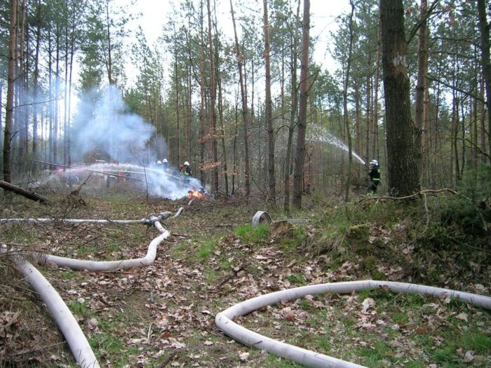 las, ściółka, pożary lasów, susza