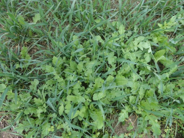 odchwaszczanie zbóż ozimych, chwasty zbóż, zboża, oziminy, rejestracja herbicydów, herbicydy