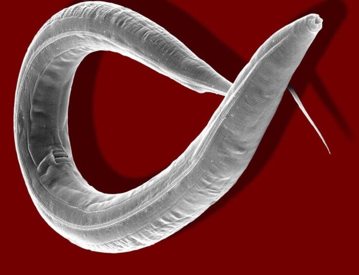 niecienie, stonka ziemniaczana, ziemniaki, Anjel Helms, Texas A&M University