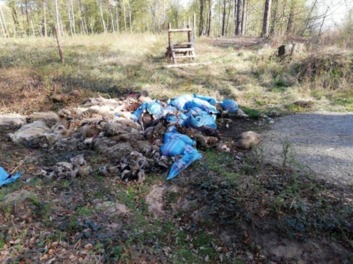 padlina w lesie, martwe kury, rdlp w olsztynie, Nadleśnictwo Zaporowo, Adam Siemakowicz