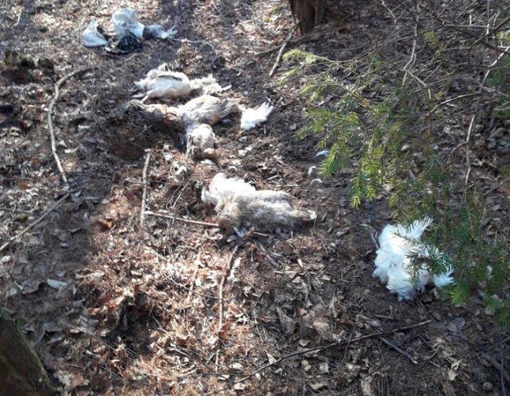 padlina w lesie, martwe kury, rdlp w olsztynie, Nadleśnictwo Zaporowo, Adam Siemakowicz