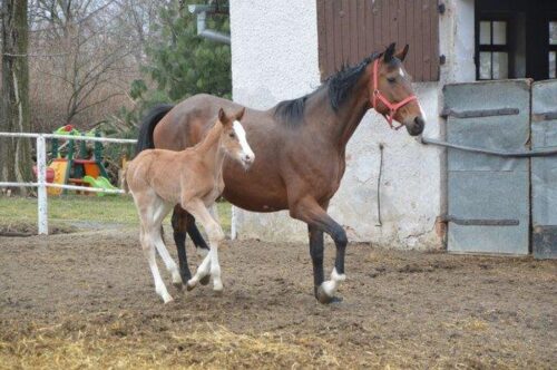 stadnina koni w prudniku, prudnik, katarzyna wiszowaty, Józef Stępkowski, konie sportowe