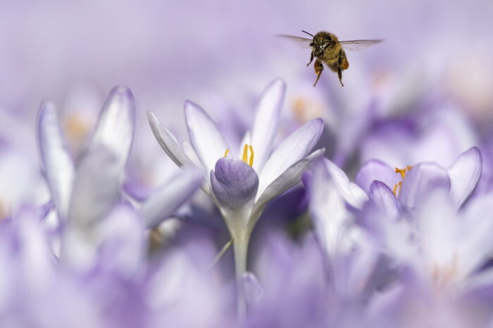 Ule na balkonie, miejska hodowla pszczół, włochy, mediolan