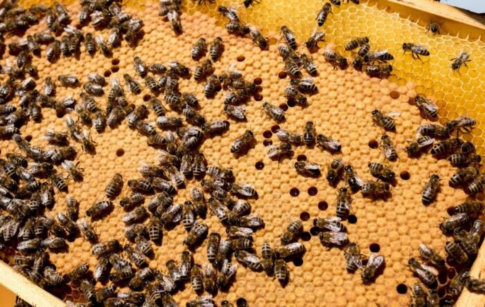 Ule na balkonie, miejska hodowla pszczół, włochy, mediolan