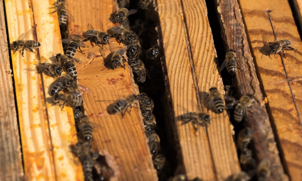 pszczelarstwo, podkarpacie, pszczele rodziny, tadeusz dylon