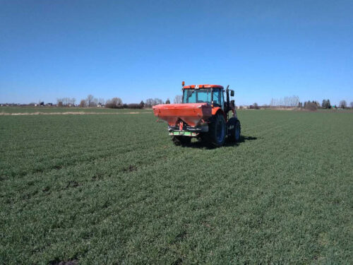 pszenica, pole, rozsiewacz, ciągnik, Sahryń