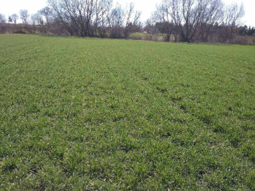 prowadzenie łanu pszenicy ozimej wiosną, nawożenie pszenicy ozimej wiosną, ocena kondycji pszenicy wiosną,