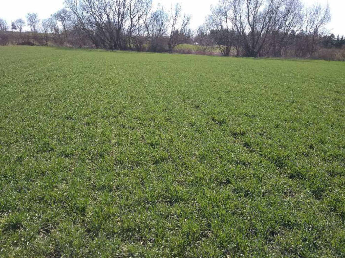 prowadzenie łanu pszenicy ozimej wiosną, nawożenie pszenicy ozimej wiosną, ocena kondycji pszenicy wiosną,