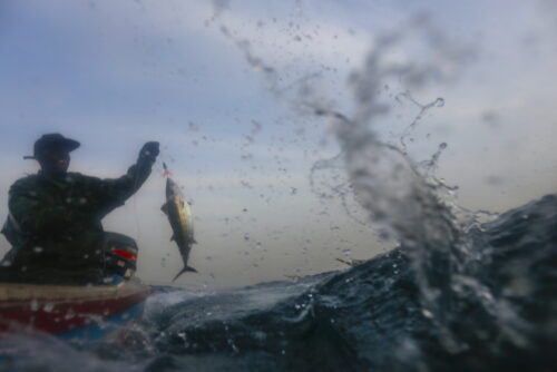 rybołówstwo, połowy ryb, zmiany klimatu, Christopher Free, University of California, populacja ryb