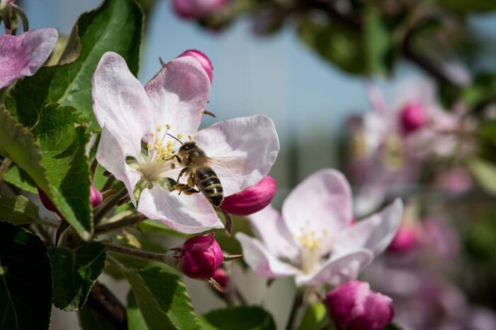 produkcja biopaliw, projekt Europruning, Arkadiusz Dyjakon, Instytut Inżynierii Rolniczej na Uniwersytecie Przyrodniczym