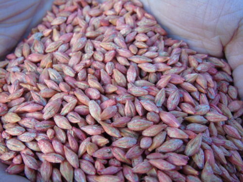 jeczmień, ziarno, zaprawa