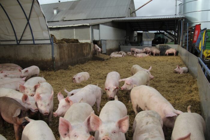 wieś, zapach, hałas,  mieszkańcy miast, zwierzęta hodowlane, FBZPR, hodowla zwierząt, bydło, drób, trzoda chlewna