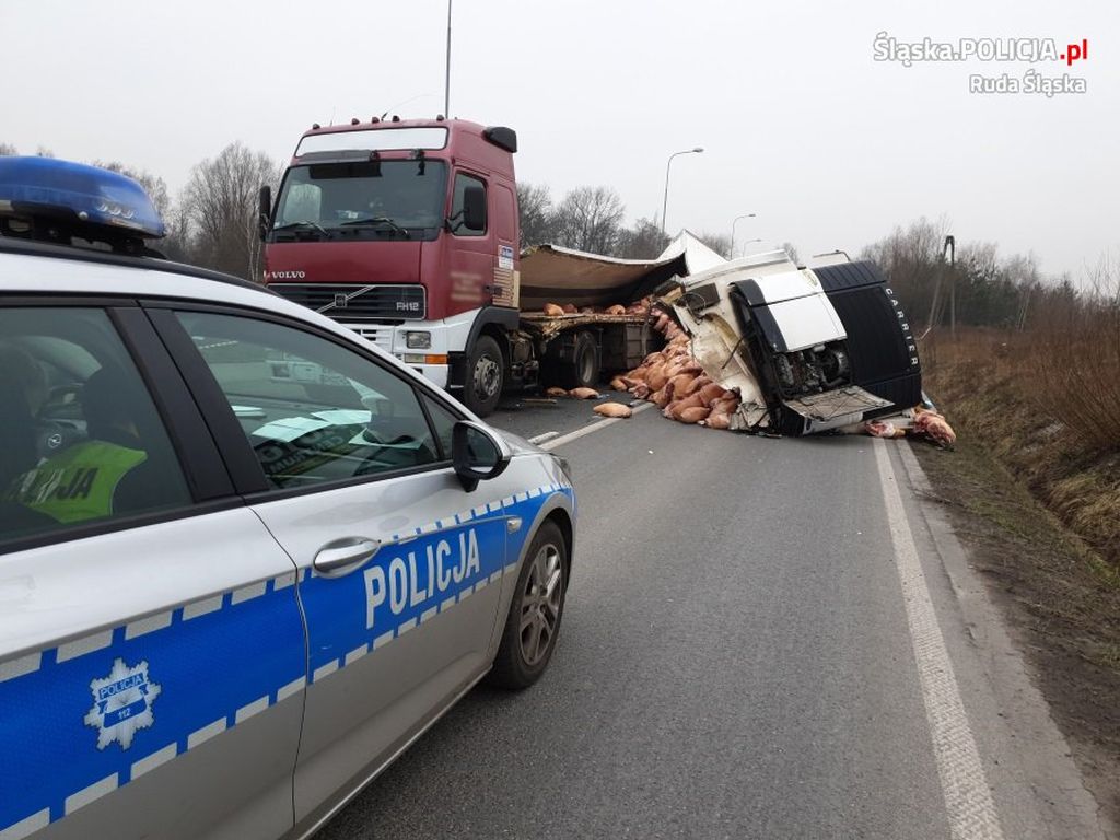 tusze wieprzowe na ulicy, ruda śląska, droga s5, wypadki na drogach, Inspektorat Transportu Drogowego