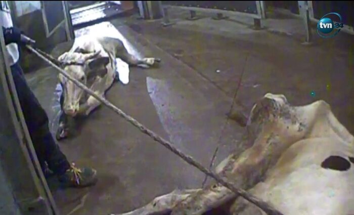 nielegalny ubój bydła