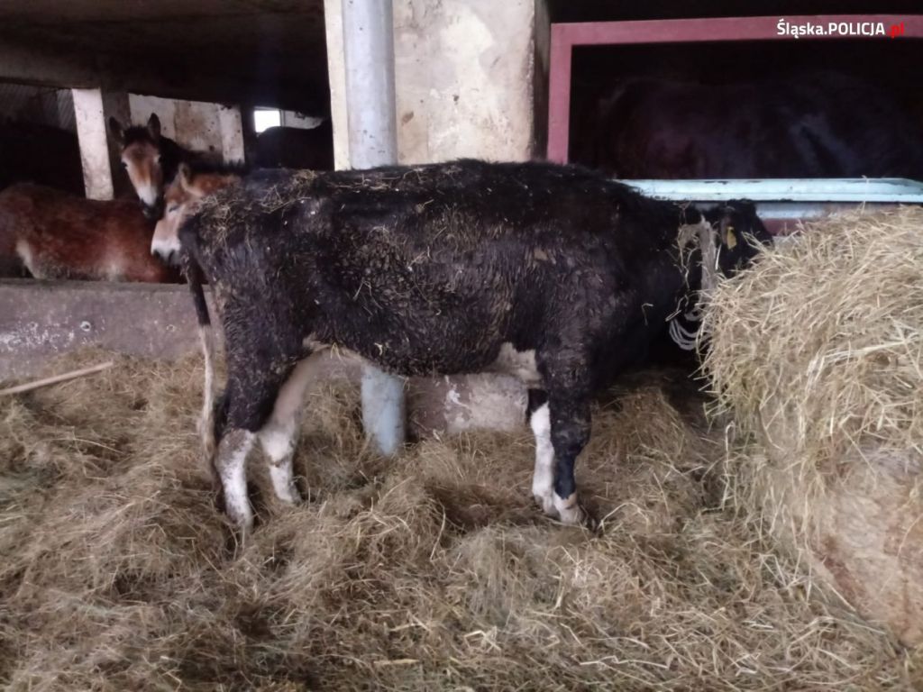 wodzisław śląski, ubojnia, znęcanie się nad zwierzętami, animalsi