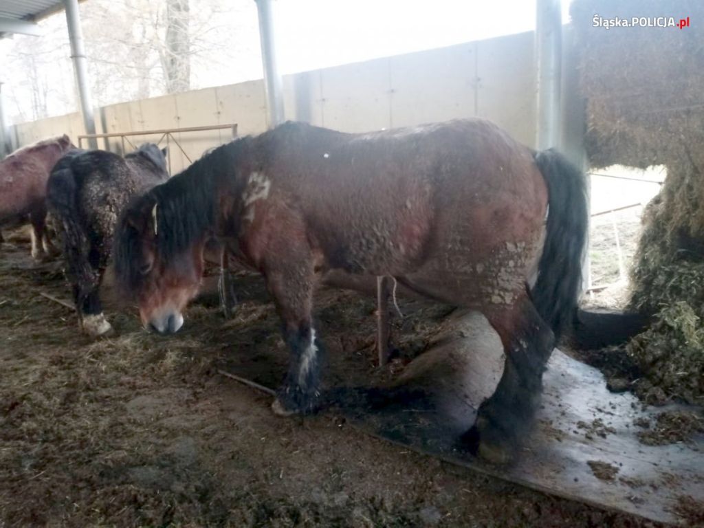 wodzisław śląski, ubojnia, znęcanie się nad zwierzętami, animalsi