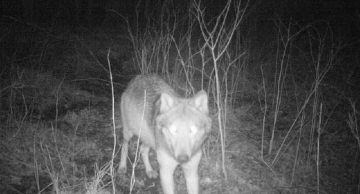 wilki, populacja wilków, RDLP w Łodzi, lasy państwowe, migracja wilków