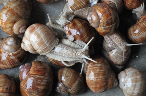 zbiór ślimaka winniczka, ślimaki, winniczki, lubuskie, rdos w gorzowie