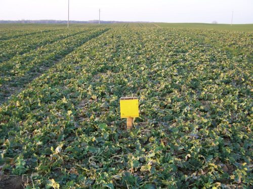 rzepak ozimy, żółta tablica, pole