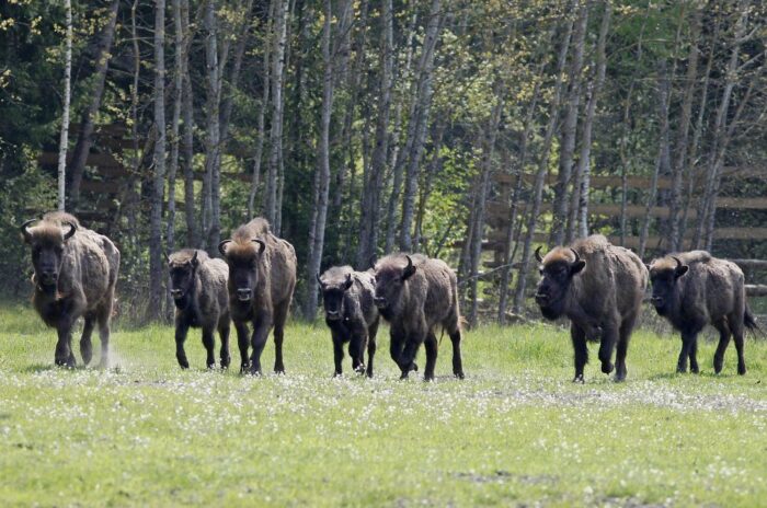 żubry, Puszcza Białowieska, łąki,