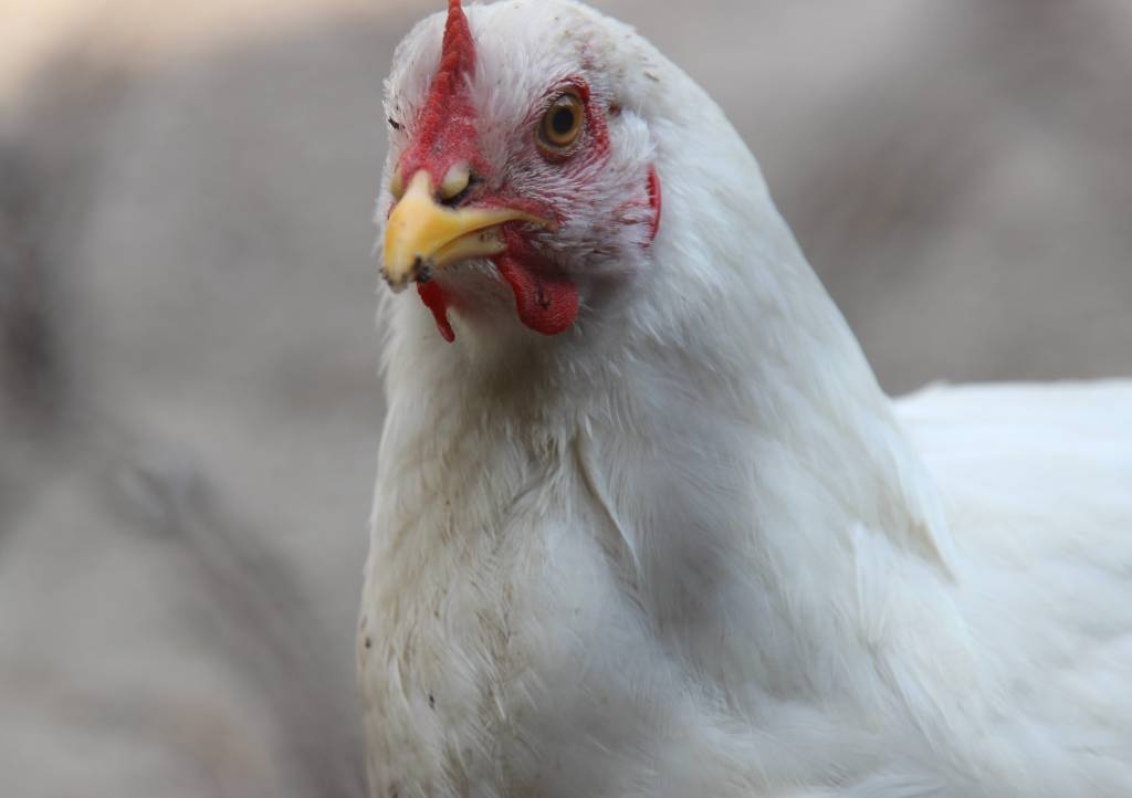 drób, produkcja drobiu, brojlery, pisklęta, Krajowa Izba Producentów Drobiu i Pasz