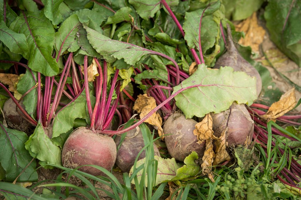 uprawy ekologiczne, żywność ekologiczna, bioprodukty, rolnictwo ekologioczne