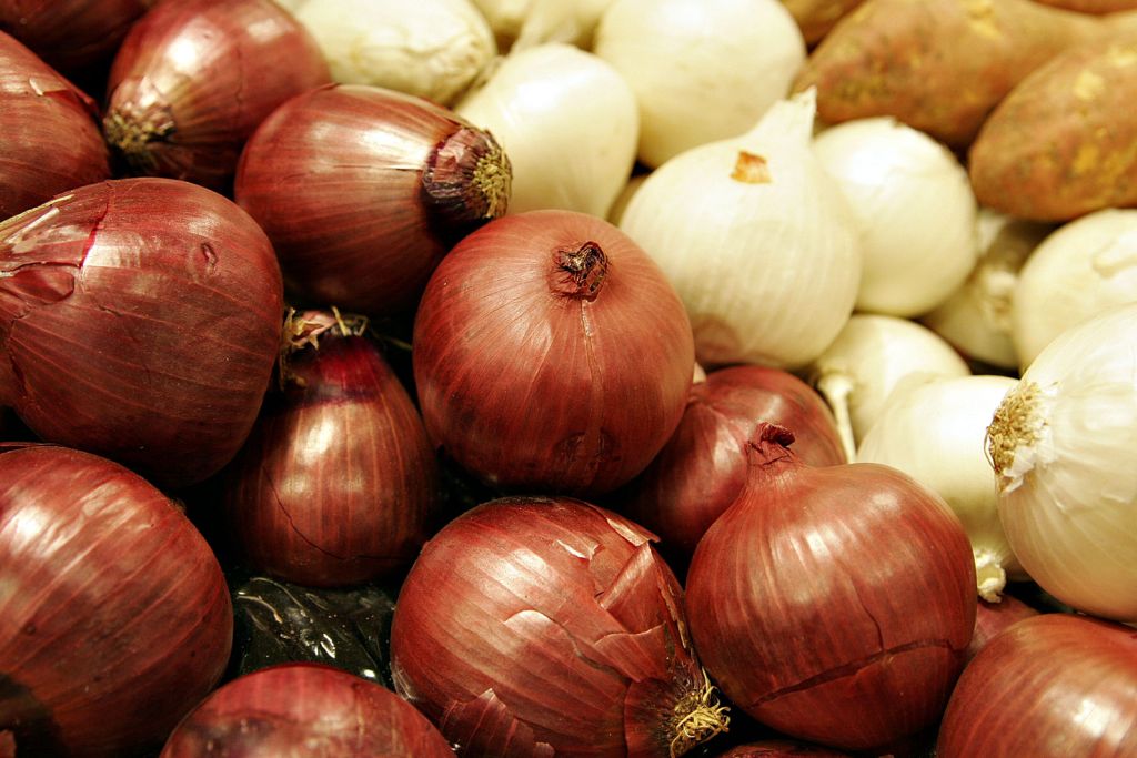 cebula
