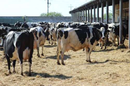 bydło, seminarium,mleko, bydło mleczne, Chodów, Łowicz, Federacja Związków Pracodawców-Dzierżawców i Właścicieli Rolnych