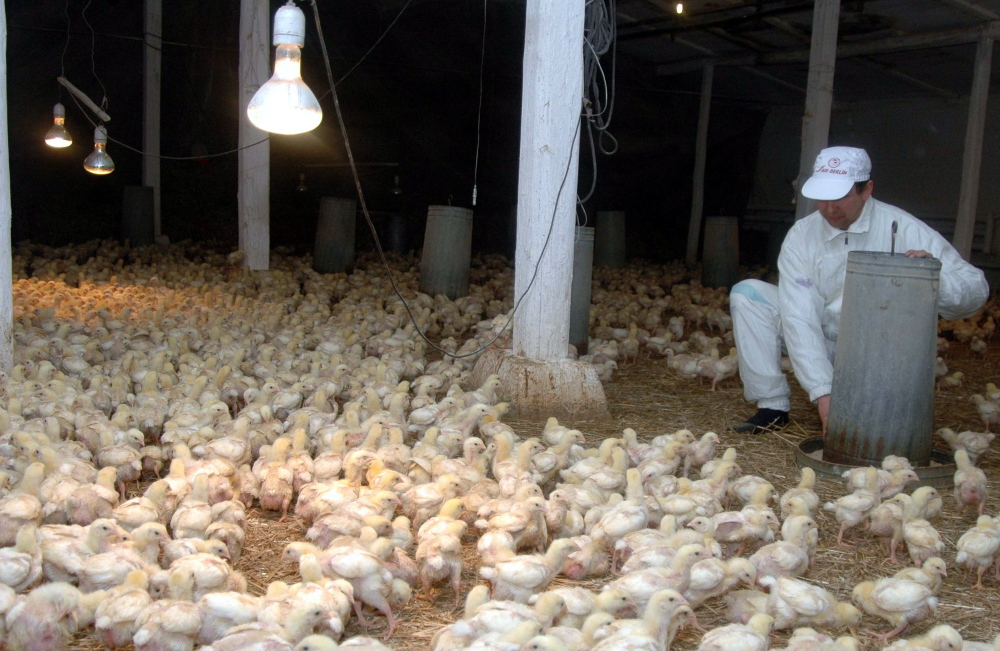salmonella w drobiu, drób, czechy, Petr Vorliczek, służby weterynaryjne svs