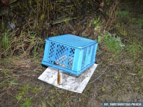 gołębie, wystawa gołębi, kielce, targi kielce, ptasia grypa