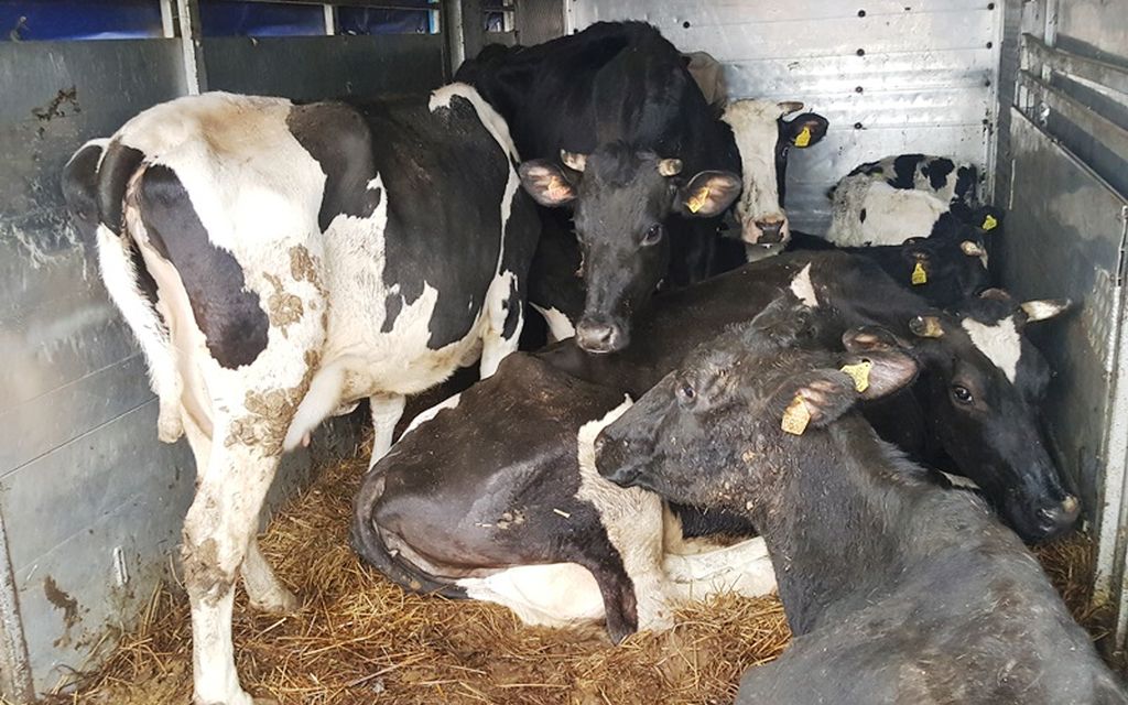 transport zwierząt, dobrostan zwierząt, strzyboga, skierniewice, znęcanie się nad zwierzętami