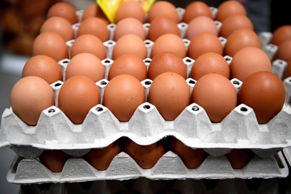 Salmonella Enteritidis, salmonella w jajach, GALLUS Sp. z o.o. z Manieczek, Główny Inspektorat Sanitarny